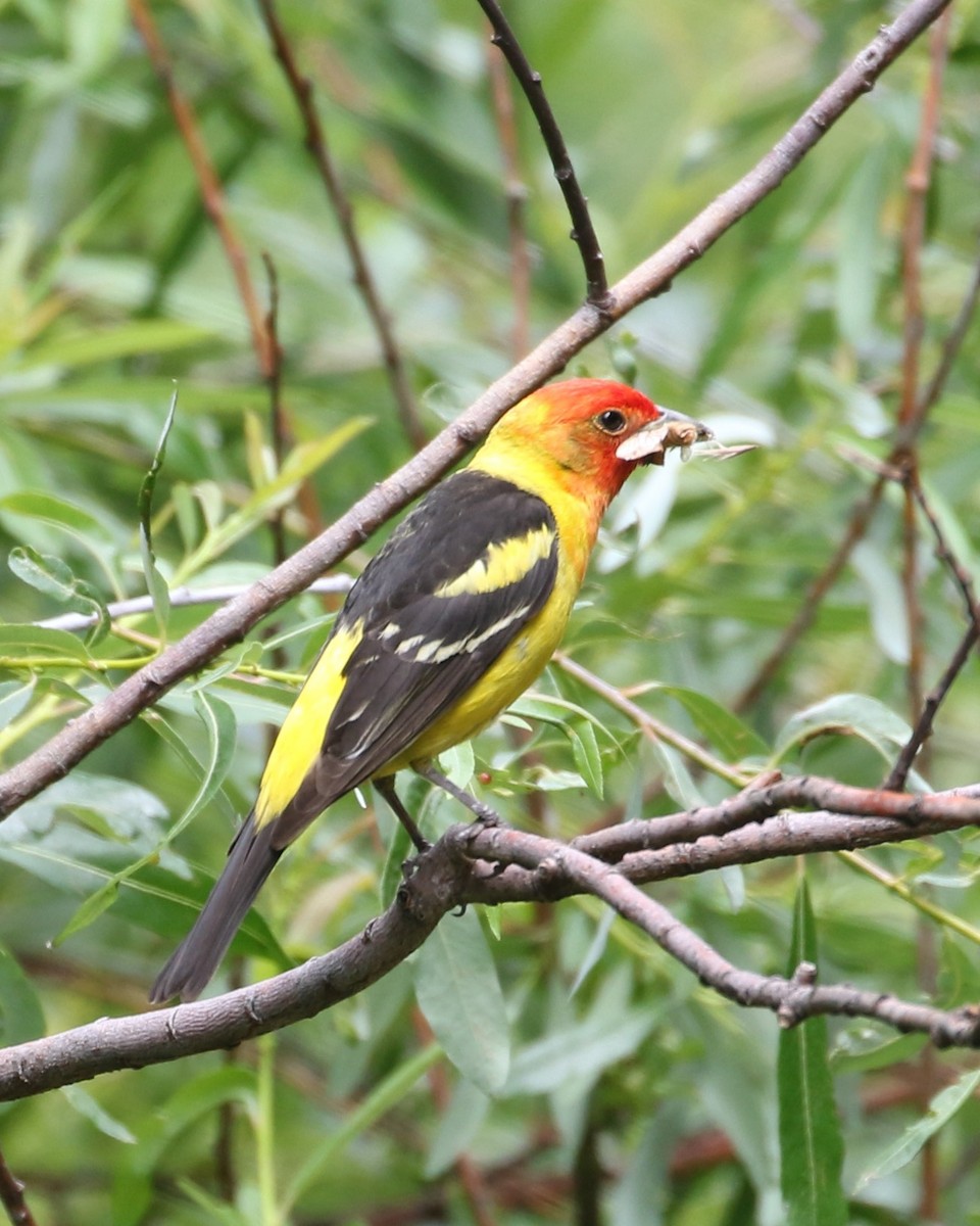 Western Tanager - ML620869111
