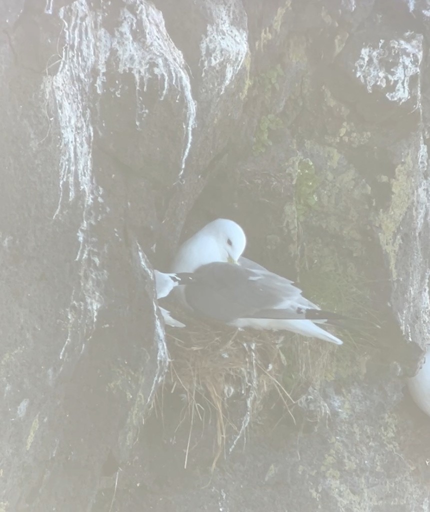 Black-legged Kittiwake - ML620869117