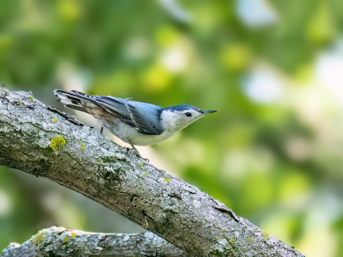 White-breasted Nuthatch - ML620869118