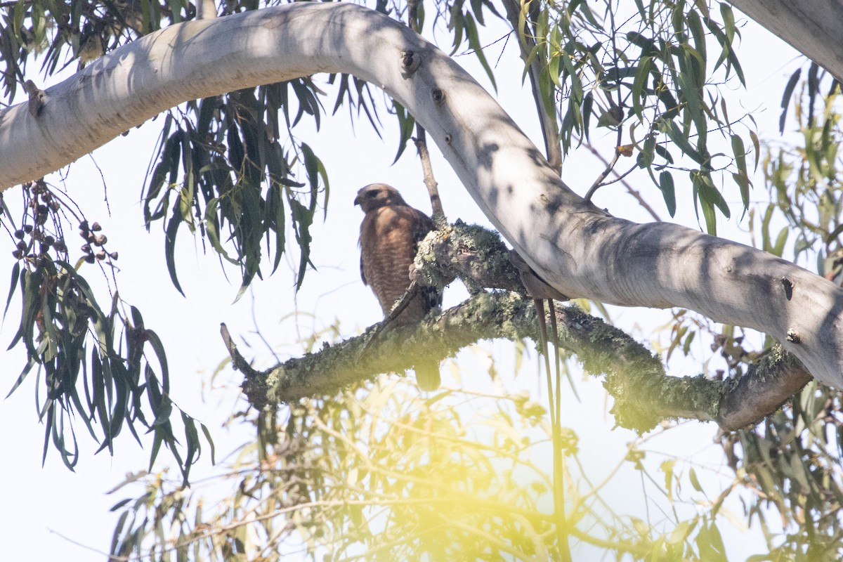 Red-shouldered Hawk - ML620869120