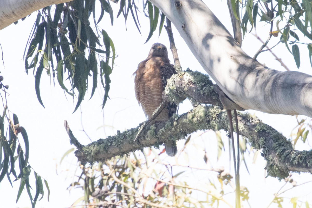 Red-shouldered Hawk - ML620869121