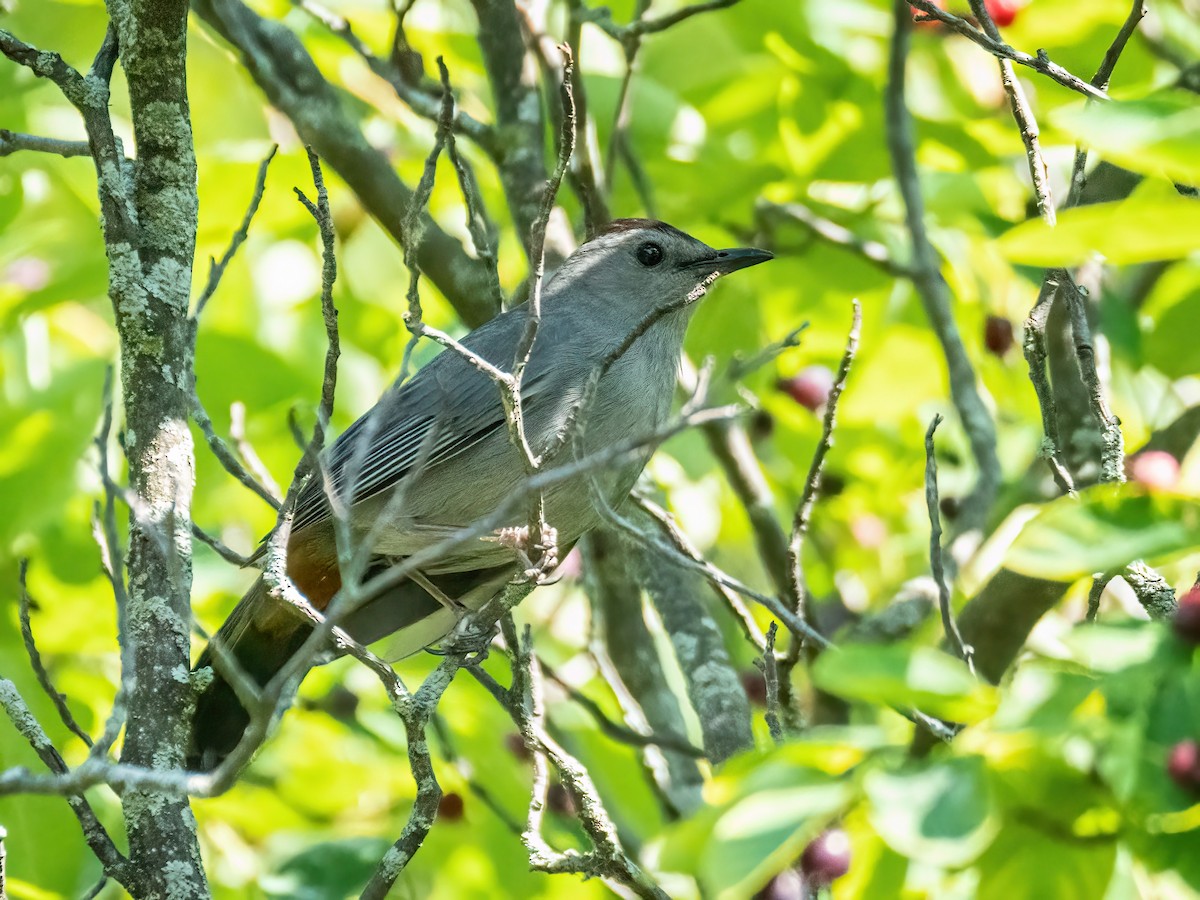 Katzenspottdrossel - ML620869122