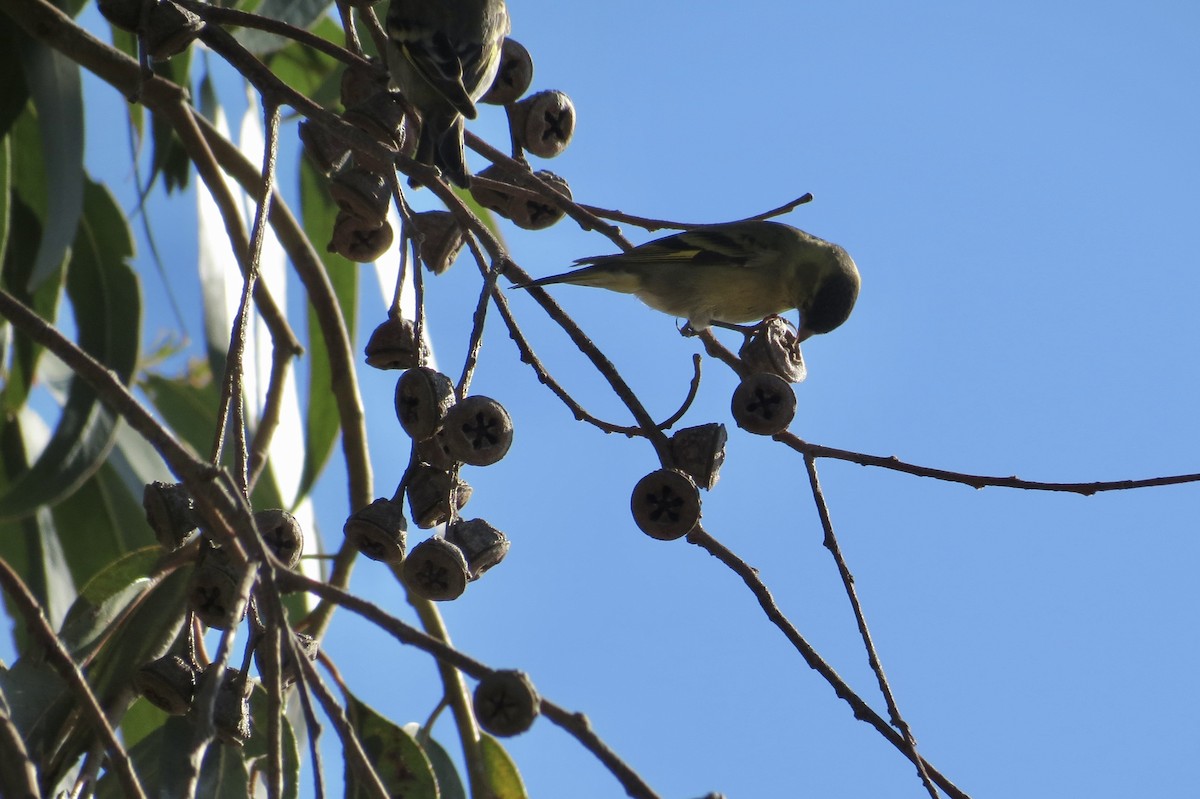 Black-chinned Siskin - ML620869124