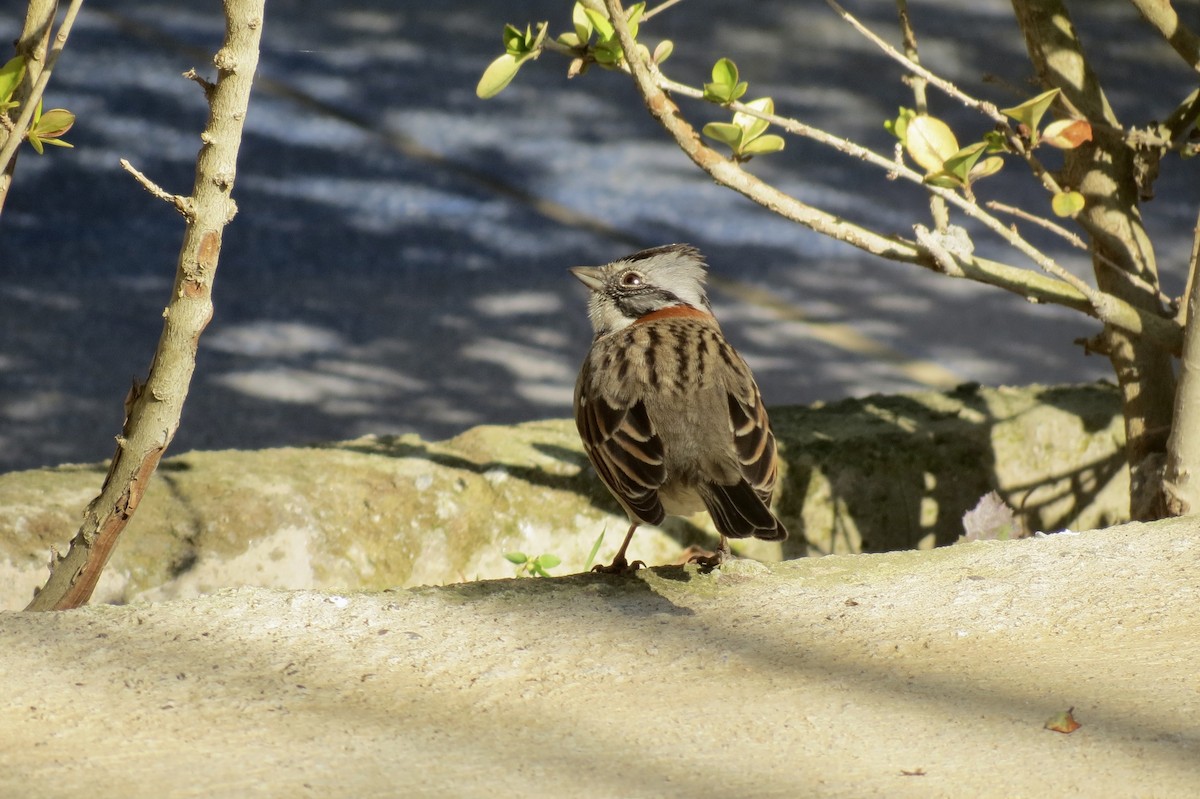 Rufous-collared Sparrow - ML620869131