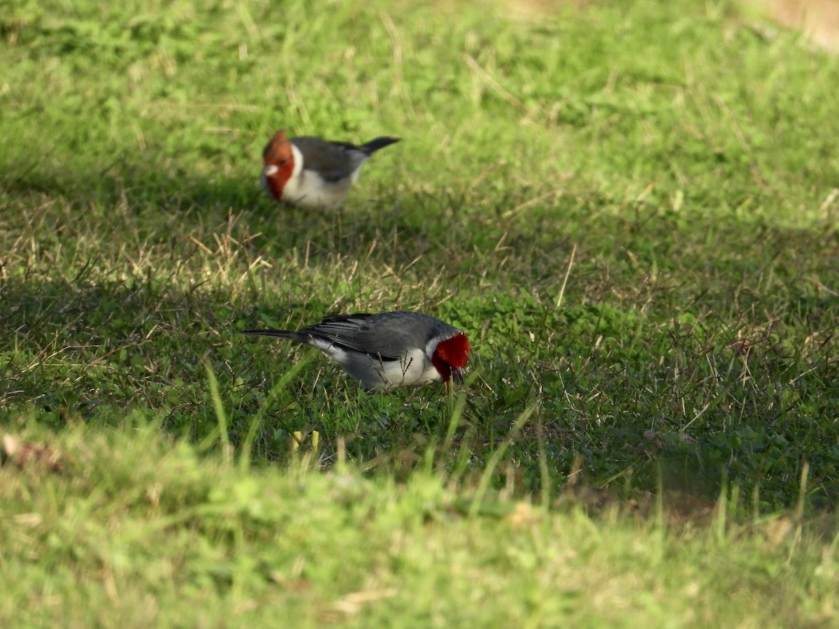 Red-crested Cardinal - ML620869136