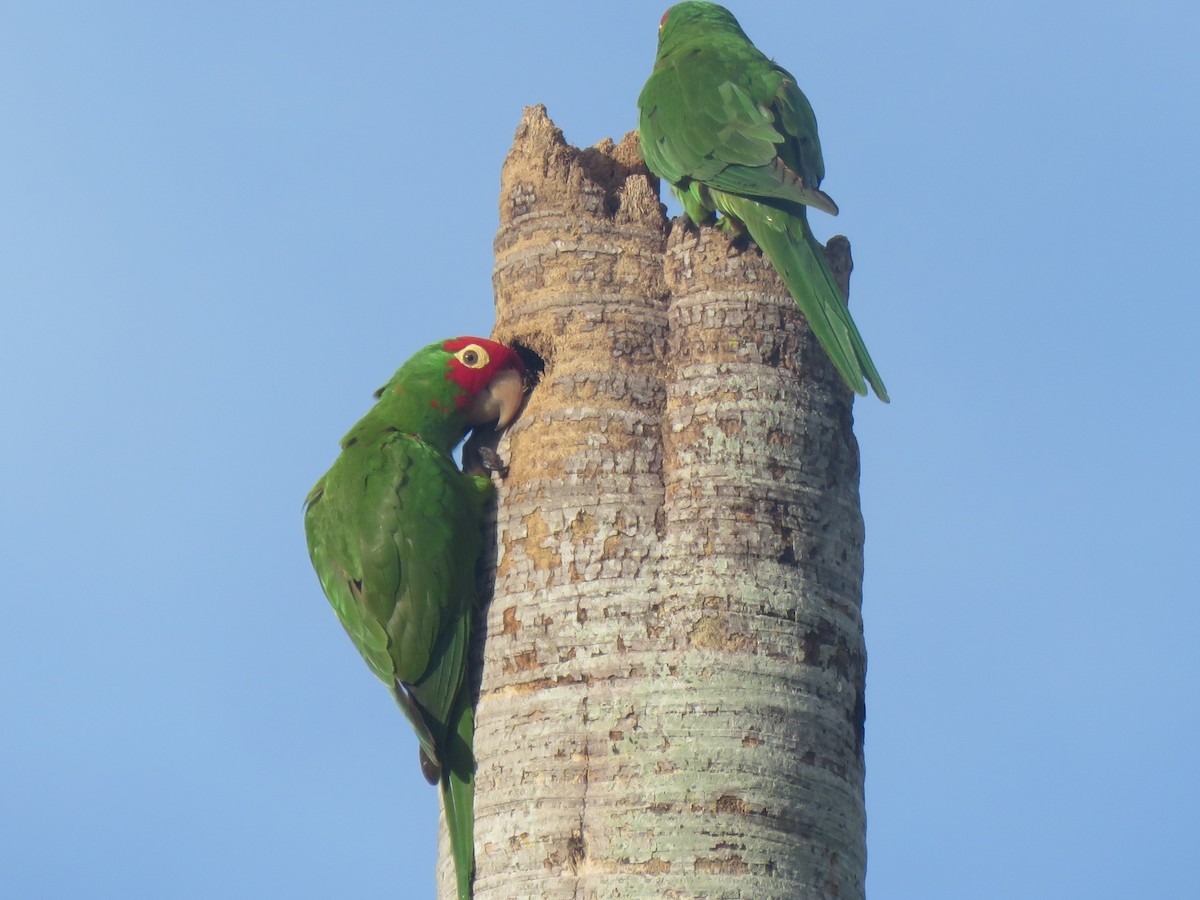 オナガアカボウシインコ - ML620869138