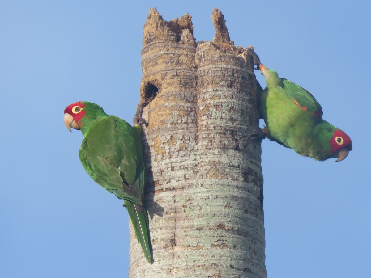 Red-masked Parakeet - ML620869139