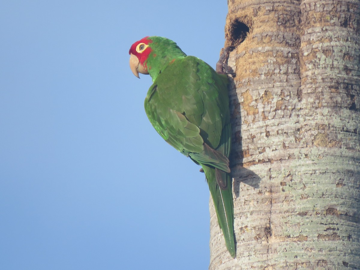 オナガアカボウシインコ - ML620869142