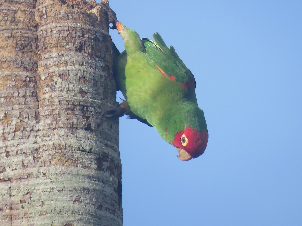 オナガアカボウシインコ - ML620869143