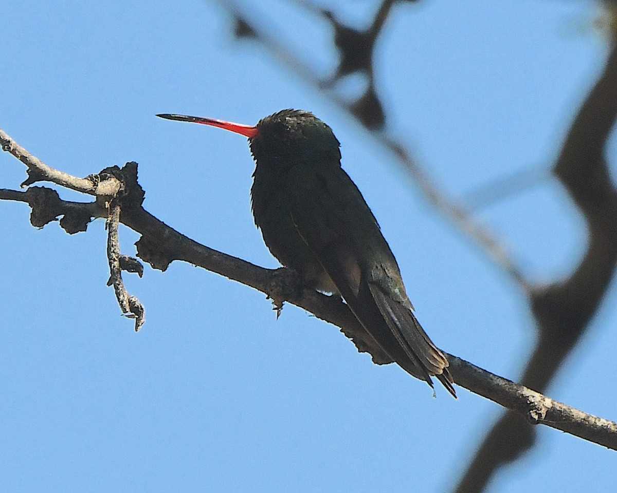 Broad-billed Hummingbird - Ted Wolff