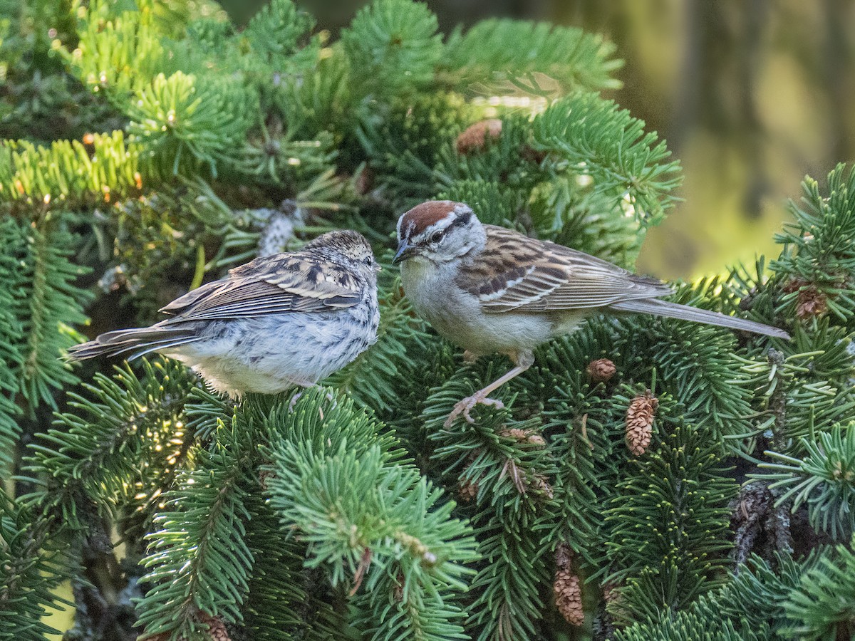Chipping Sparrow - ML620869153