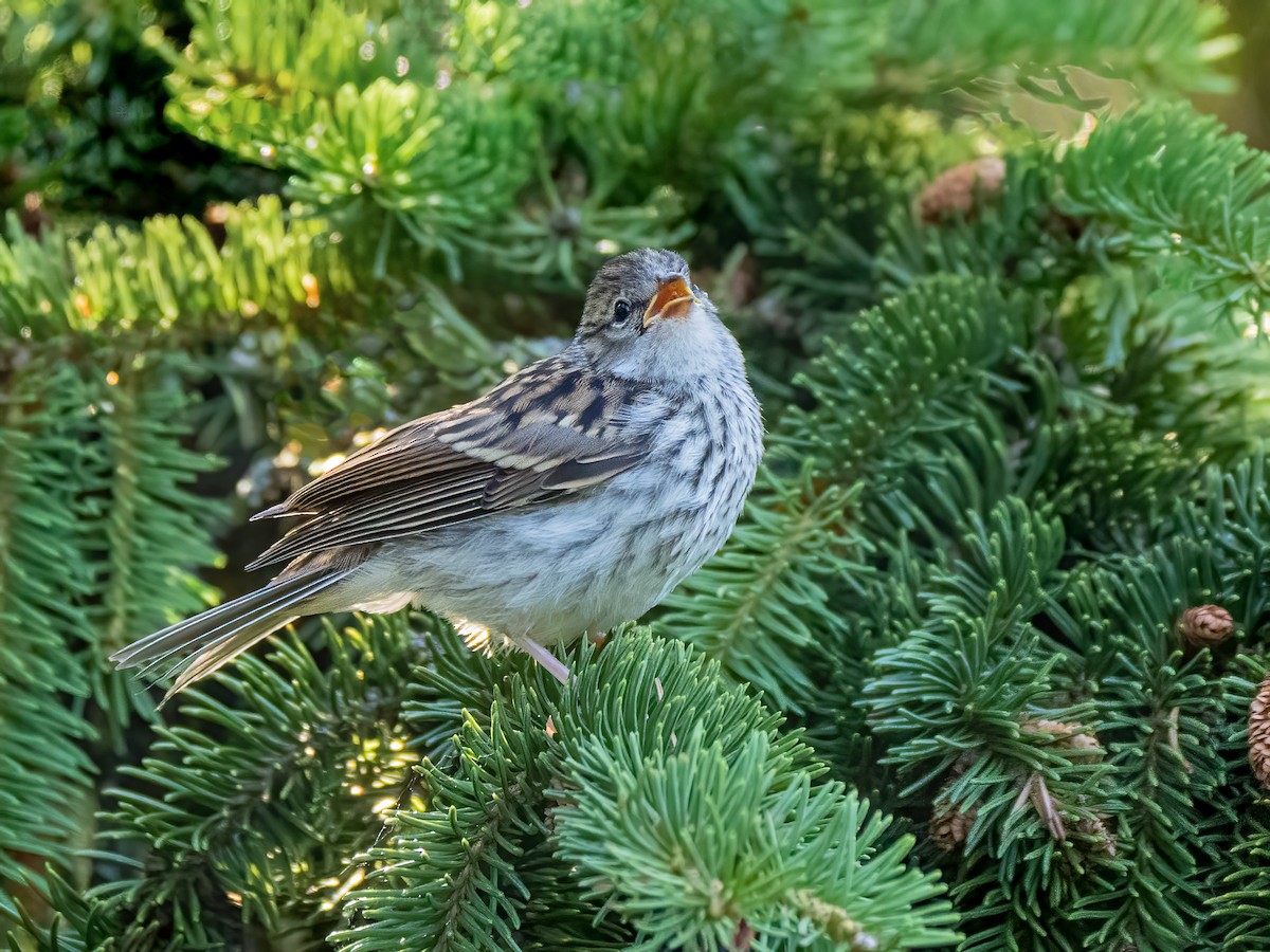 Chipping Sparrow - ML620869154
