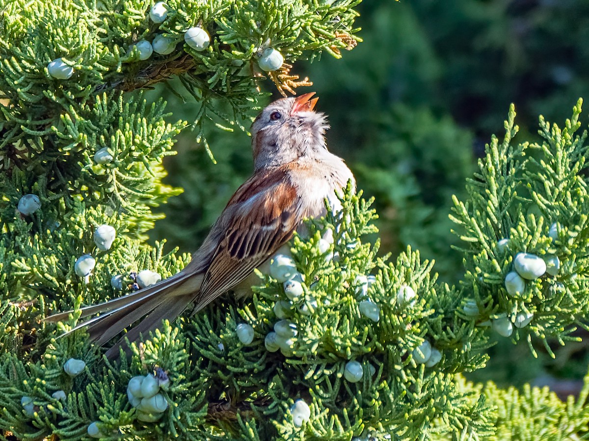 Field Sparrow - ML620869162