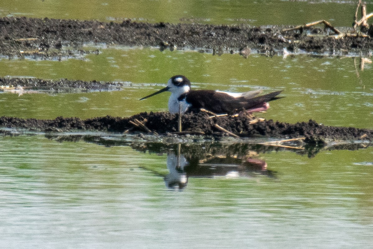 Black-necked Stilt - ML620869164