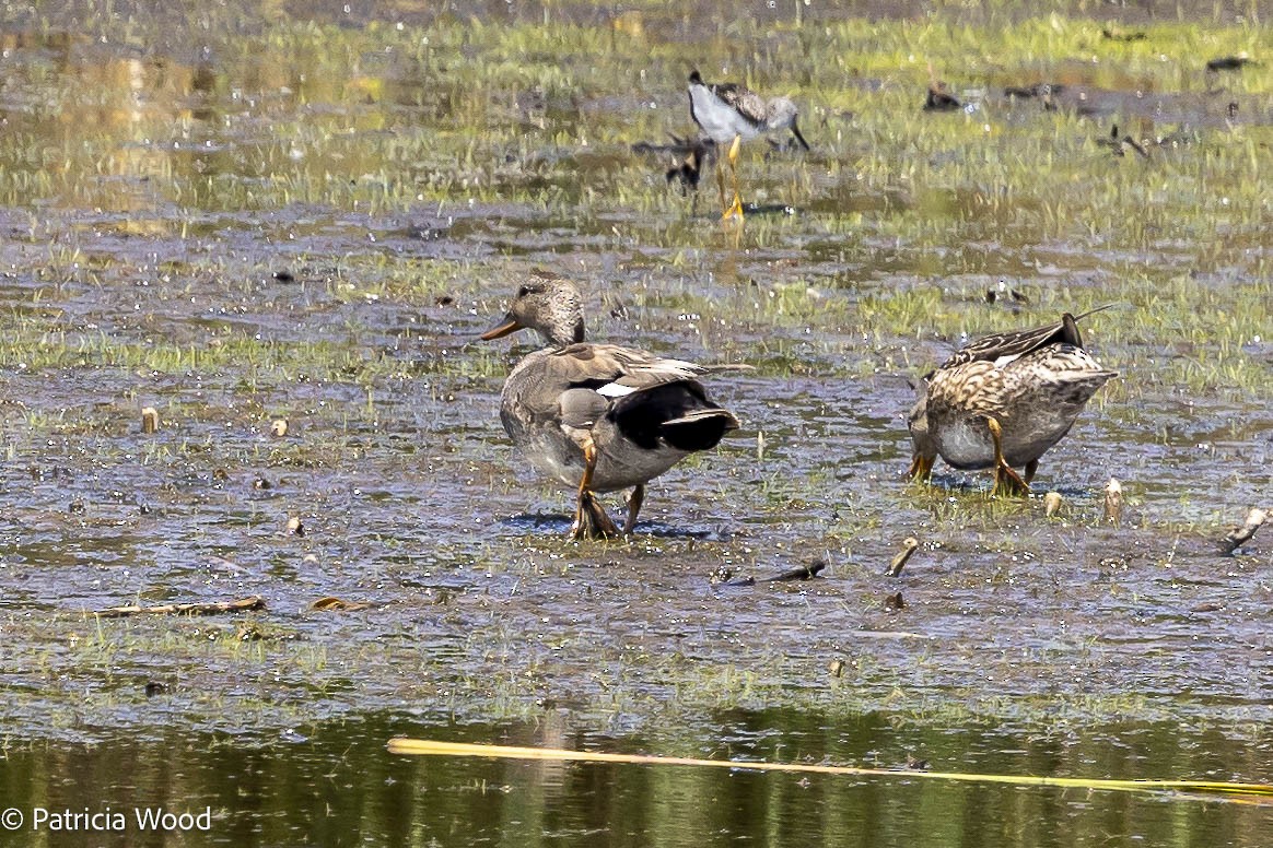 Gadwall - ML620869169