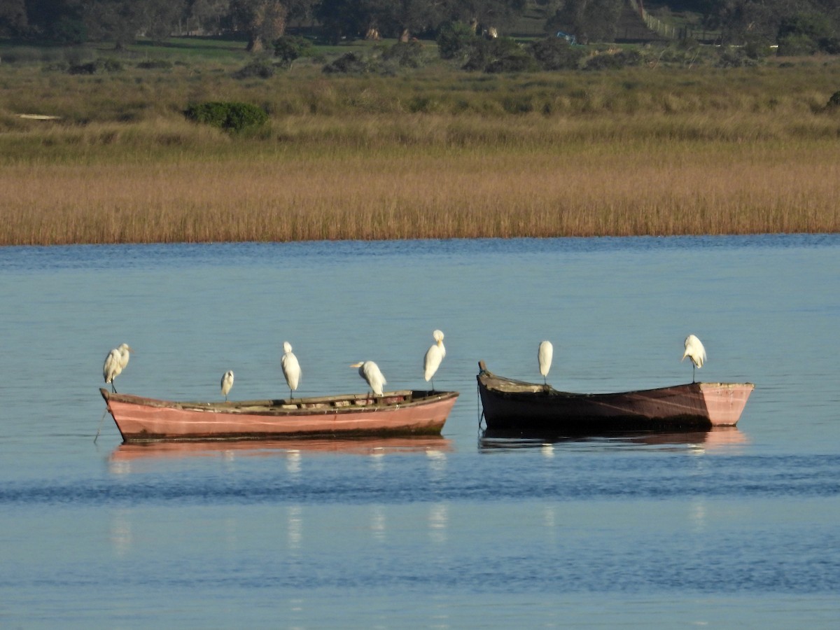 Great Egret - ML620869170