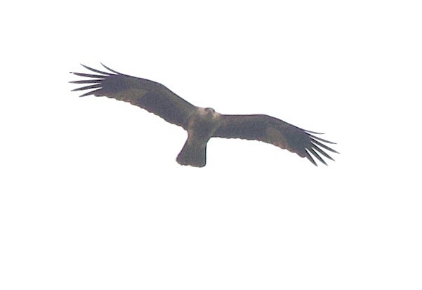 Whistling Kite - ML620869181