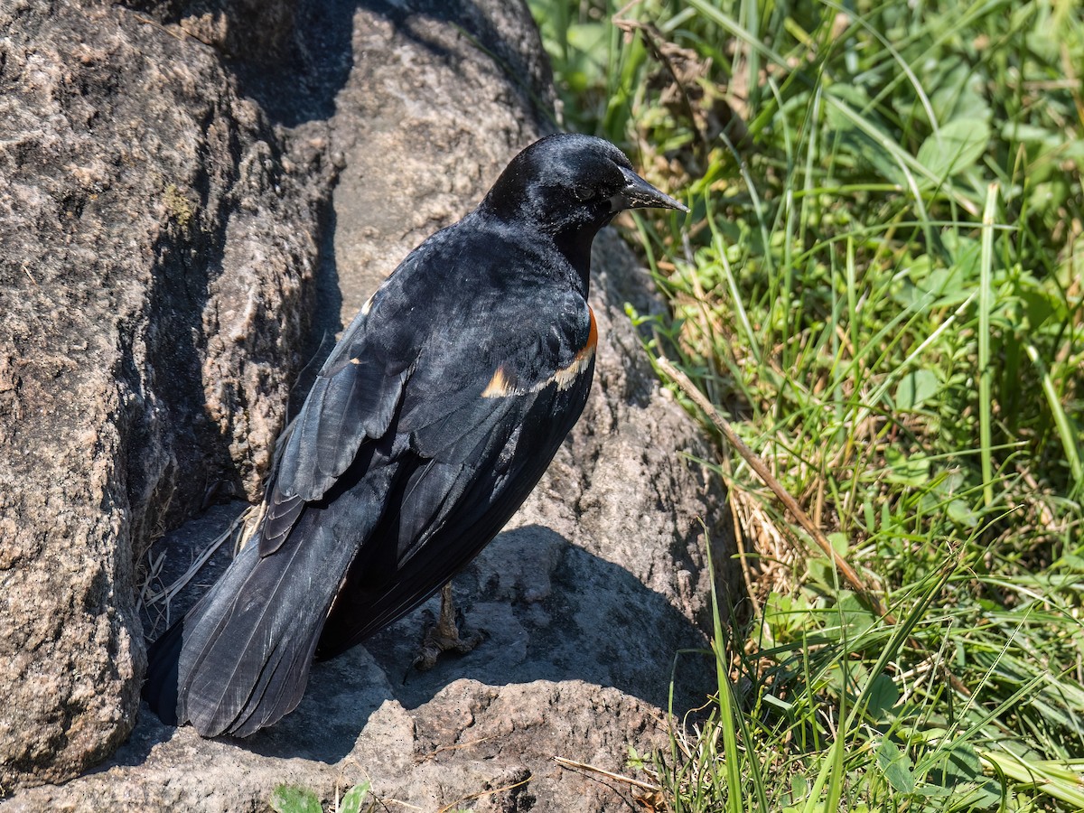 Red-winged Blackbird - ML620869183