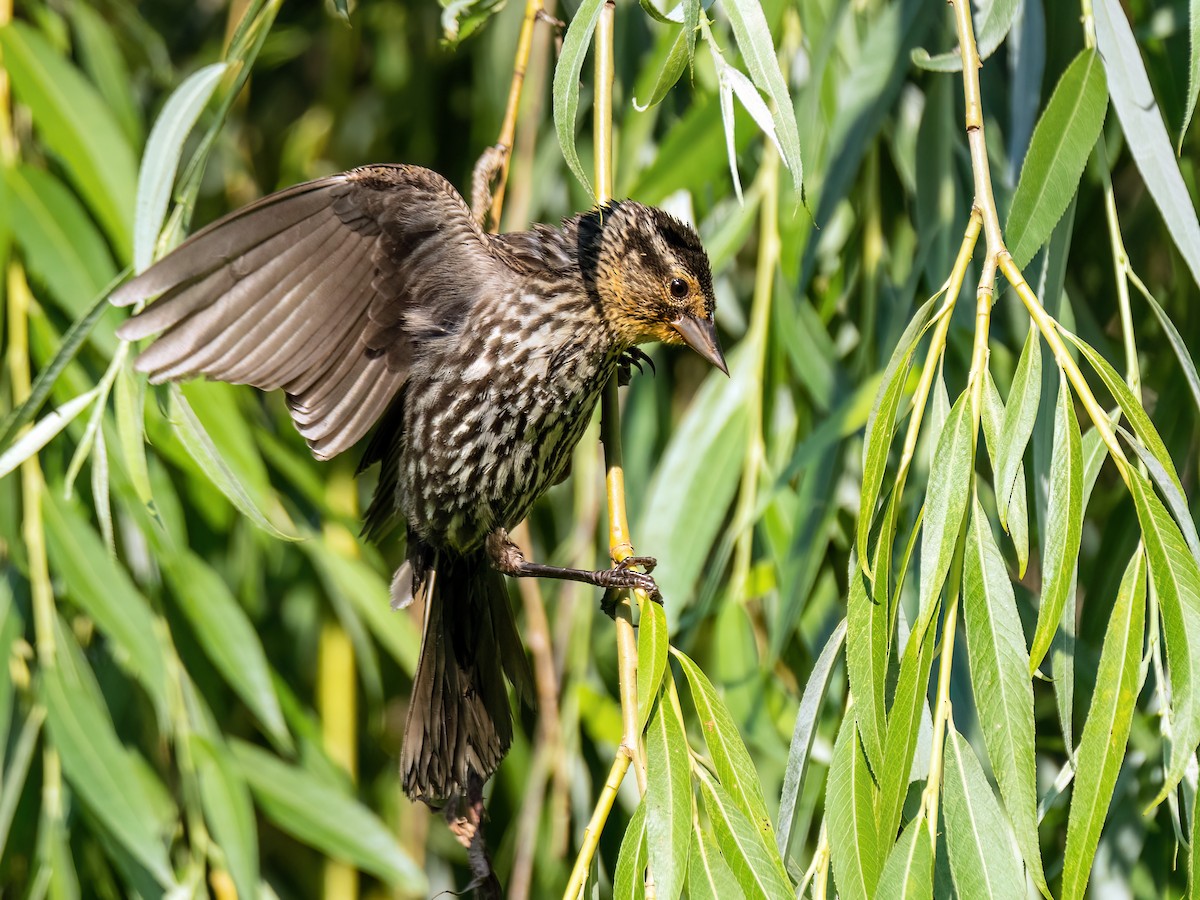 Red-winged Blackbird - ML620869184