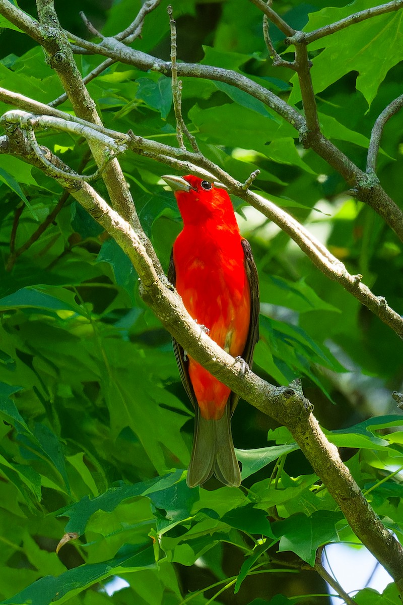 Scarlet Tanager - ML620869189