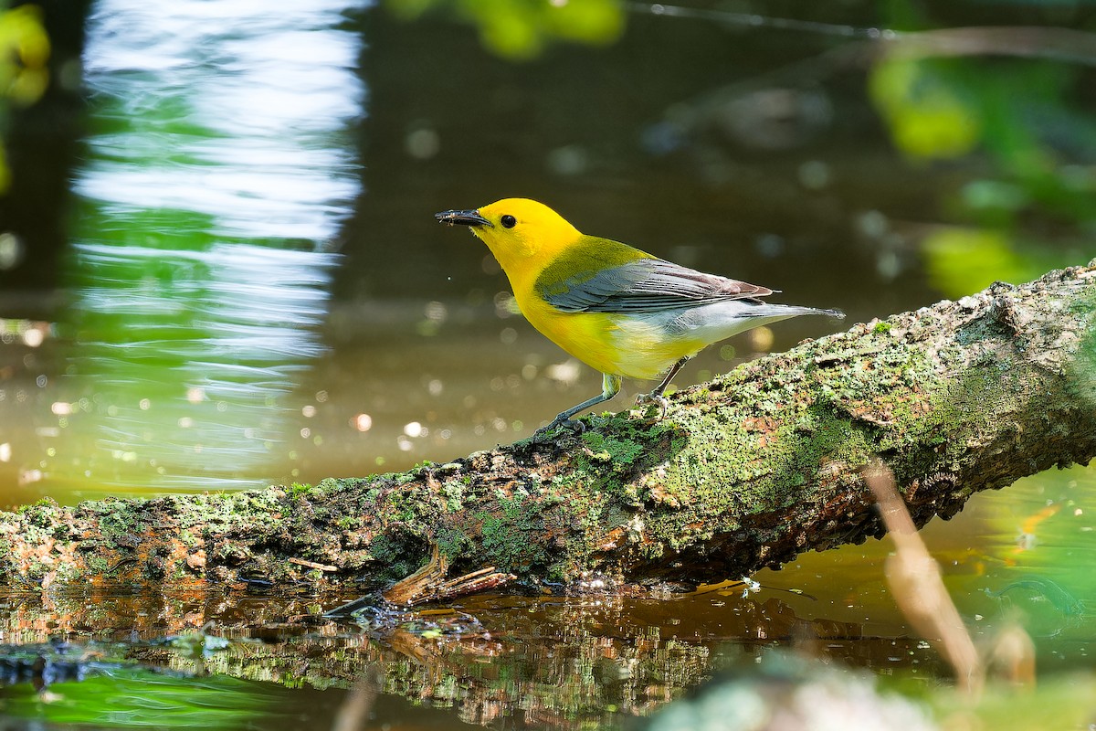 Prothonotary Warbler - Triet Tran