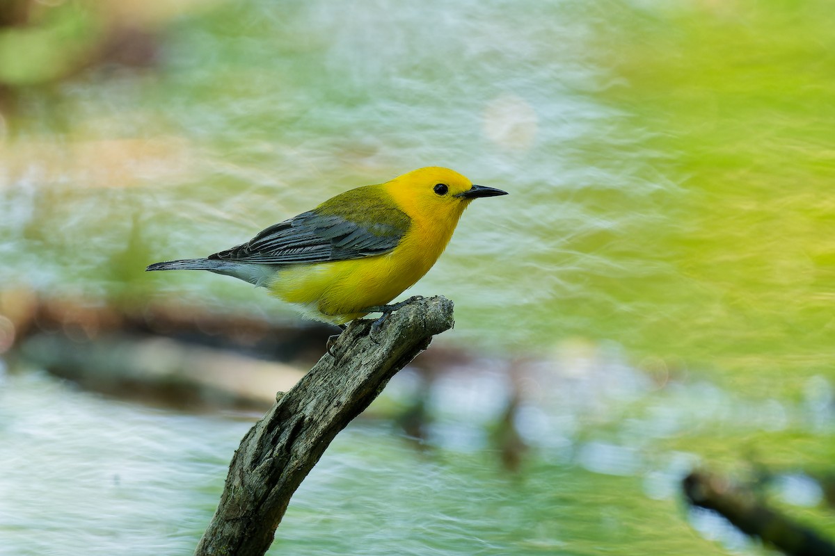 Prothonotary Warbler - ML620869213