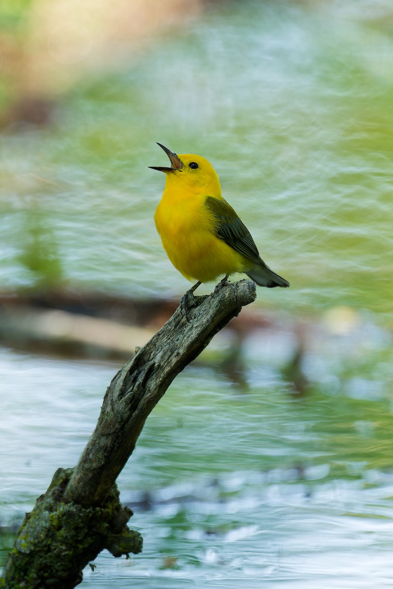 Prothonotary Warbler - ML620869215