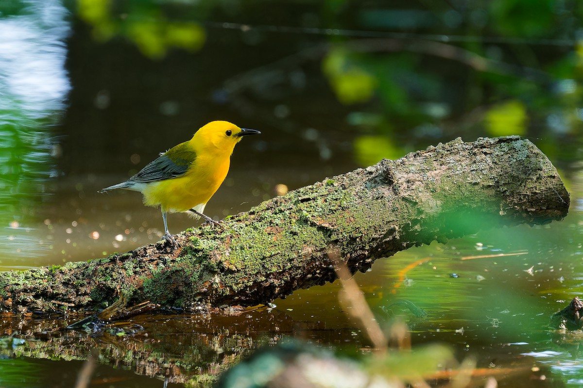 Prothonotary Warbler - ML620869216