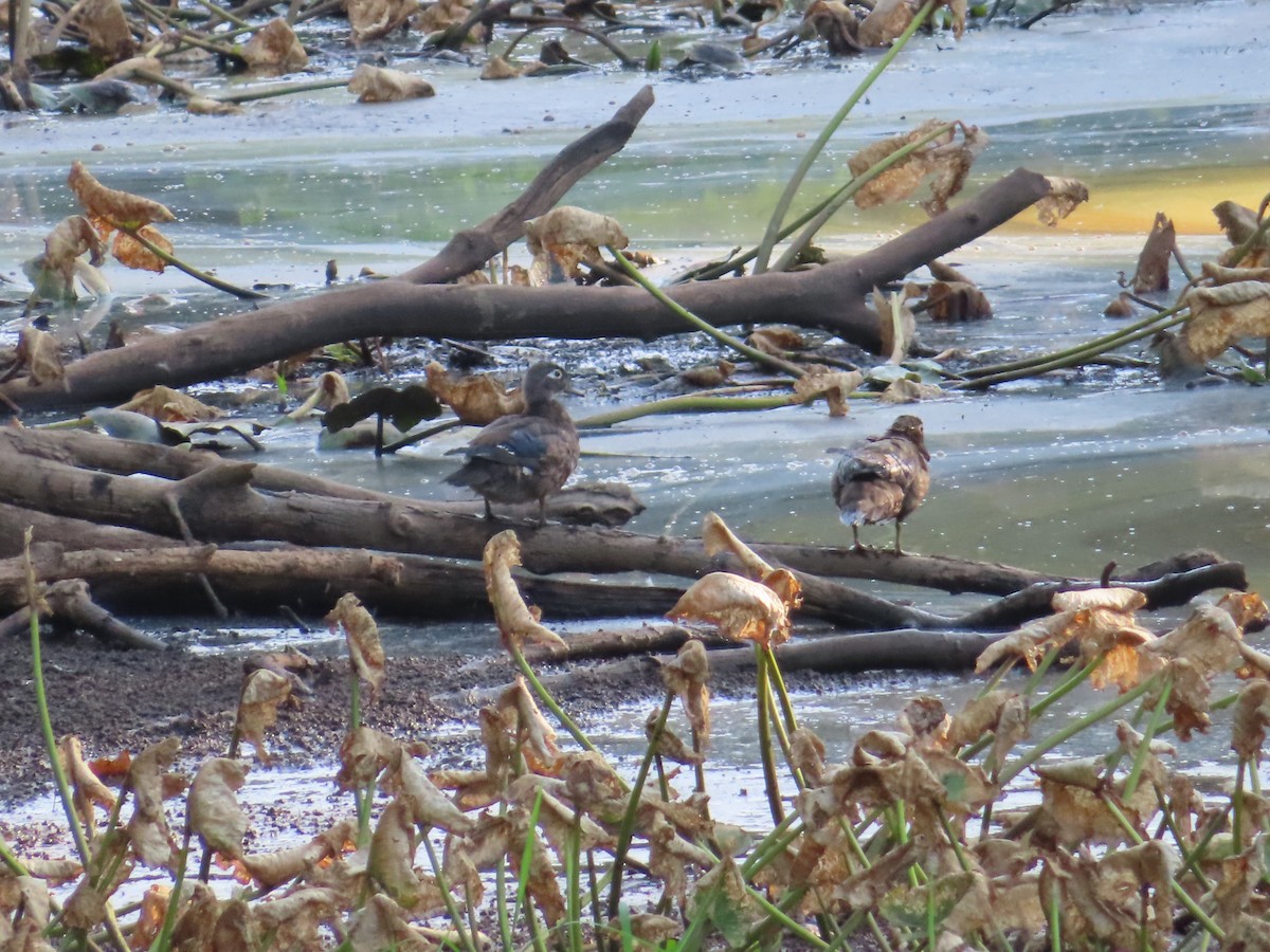 Wood Duck - ML620869217