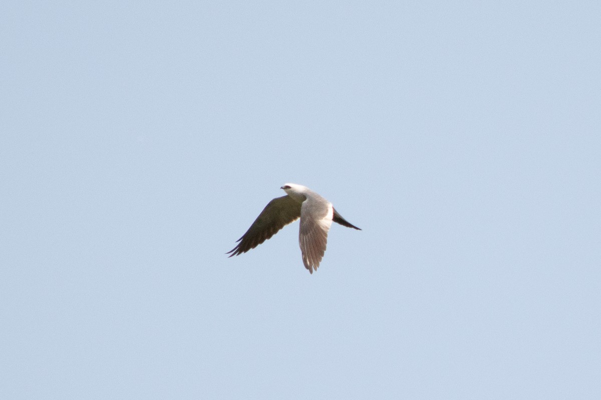 Mississippi Kite - ML620869227