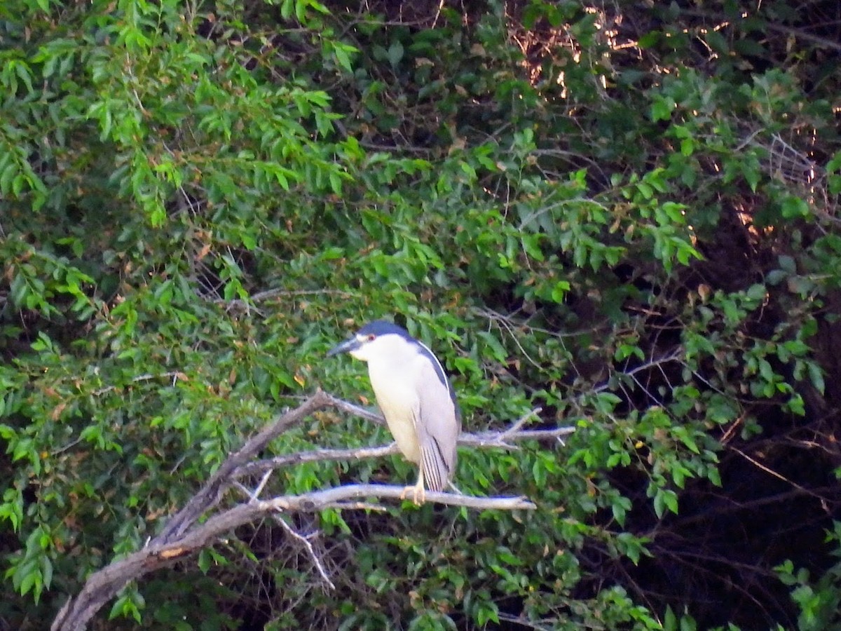 Black-crowned Night Heron - ML620869229