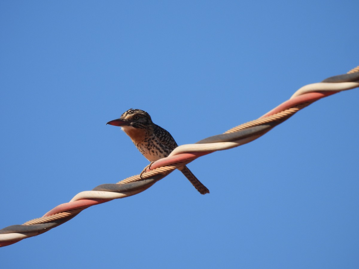 Spot-backed Puffbird (Spot-backed) - Iza Alencar