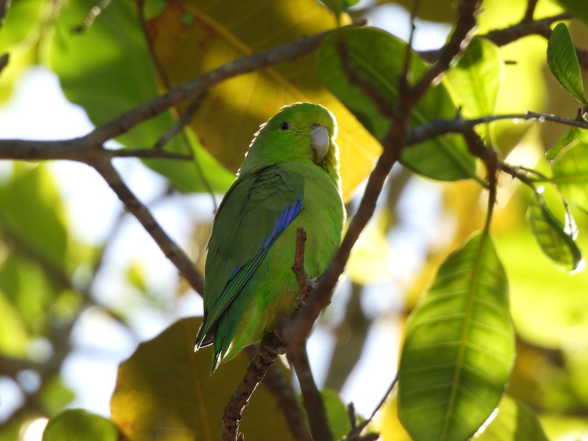 Cobalt-rumped Parrotlet - ML620869240