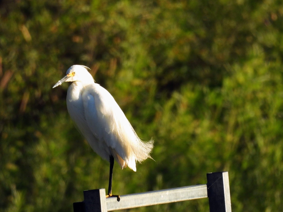 Snowy Egret - ML620869243