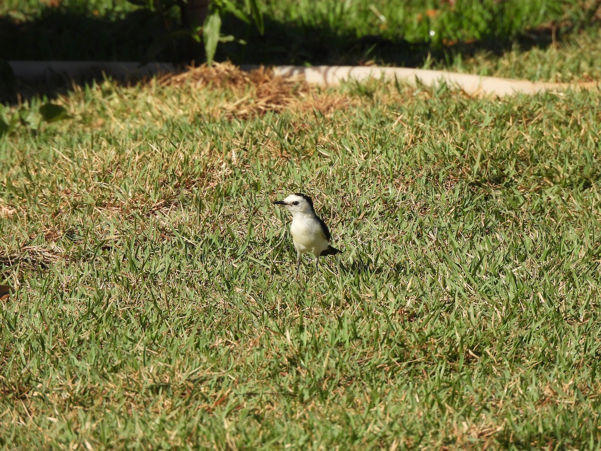 Black-backed Water-Tyrant - ML620869248