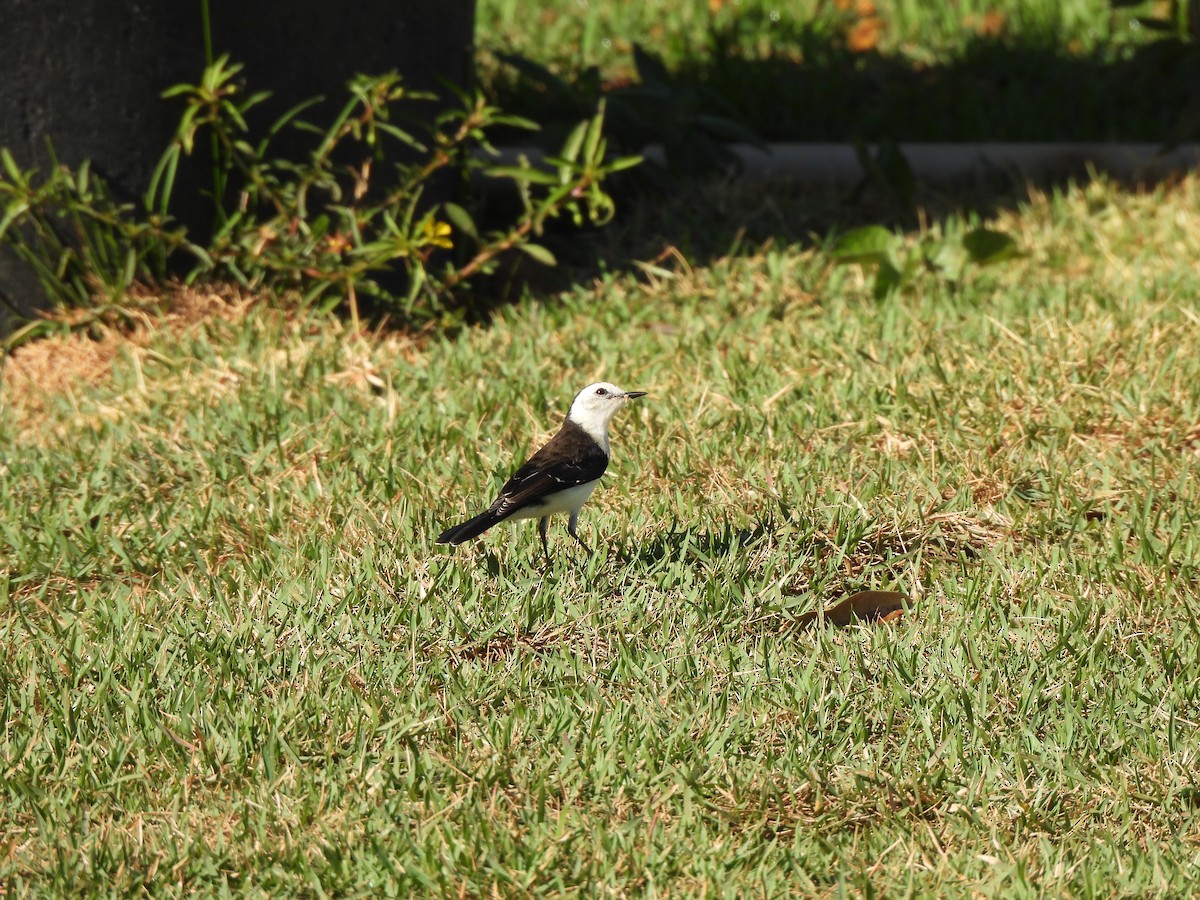 Black-backed Water-Tyrant - ML620869249