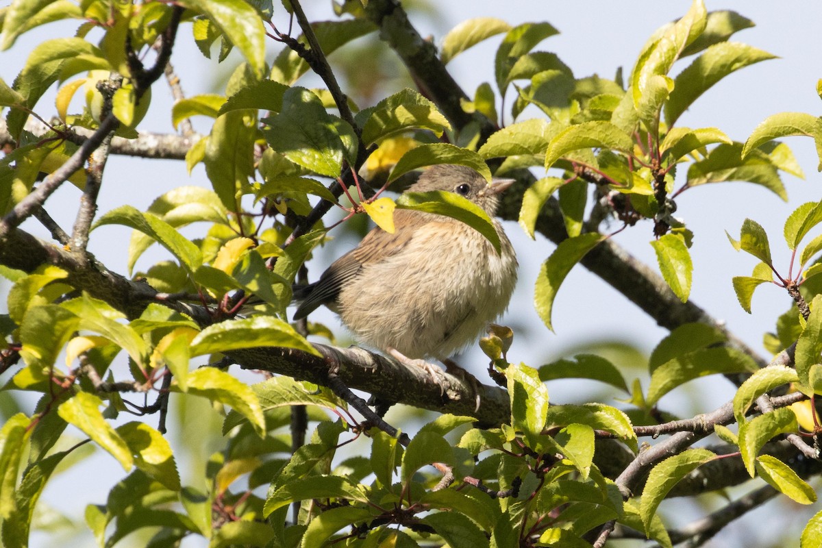 Oak Titmouse - ML620869252