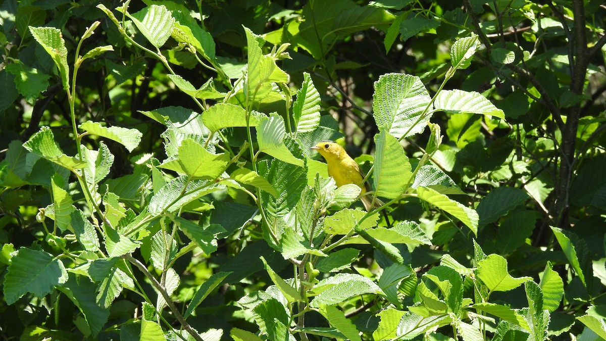 Wilson's Warbler - ML620869256