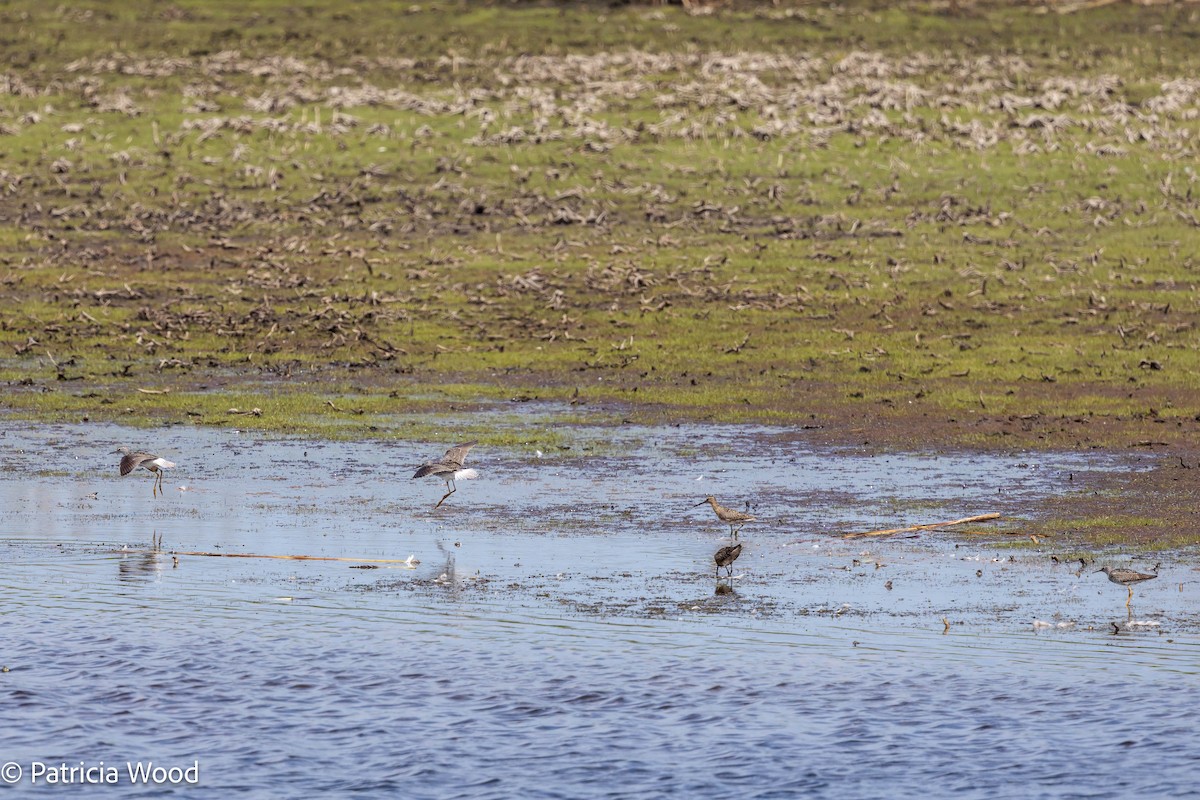 Lesser Yellowlegs - ML620869260