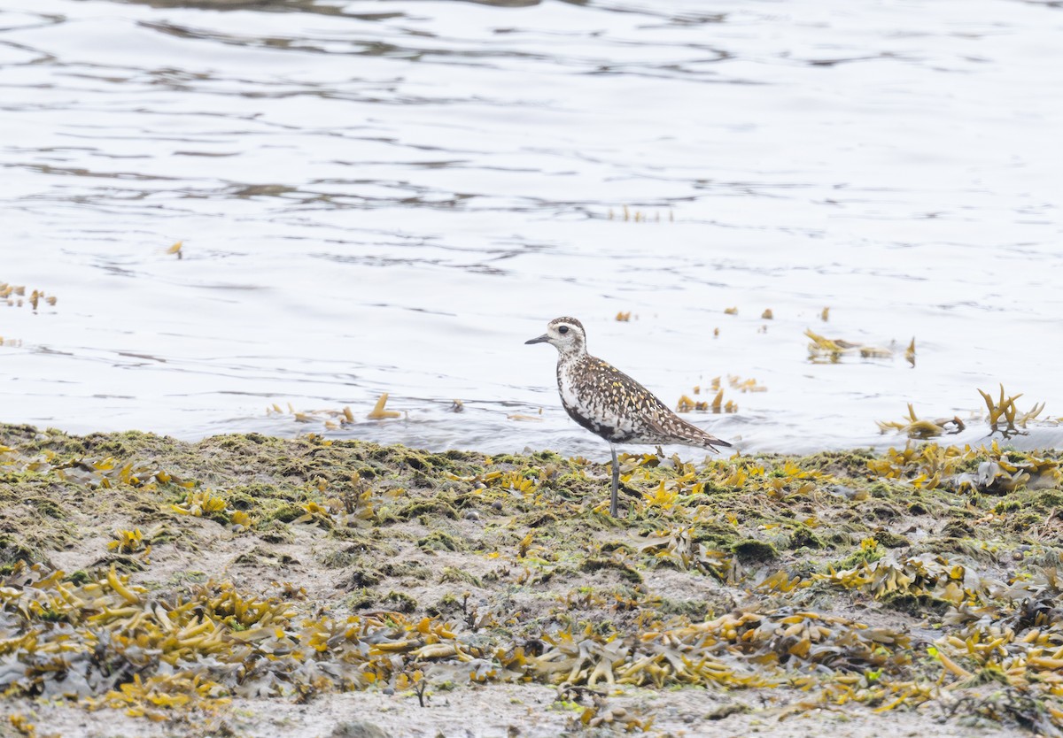 Pacific Golden-Plover - ML620869261