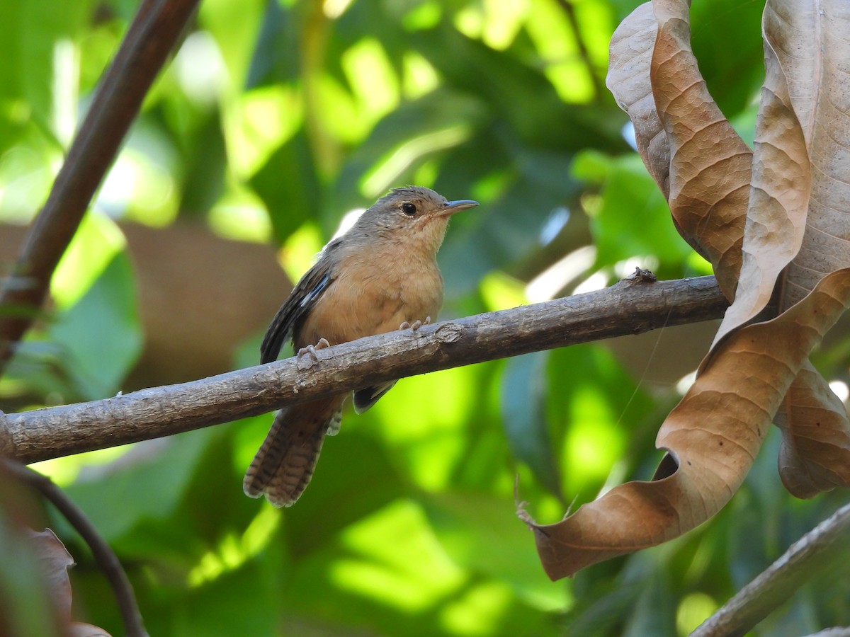 House Wren (Southern) - Iza Alencar