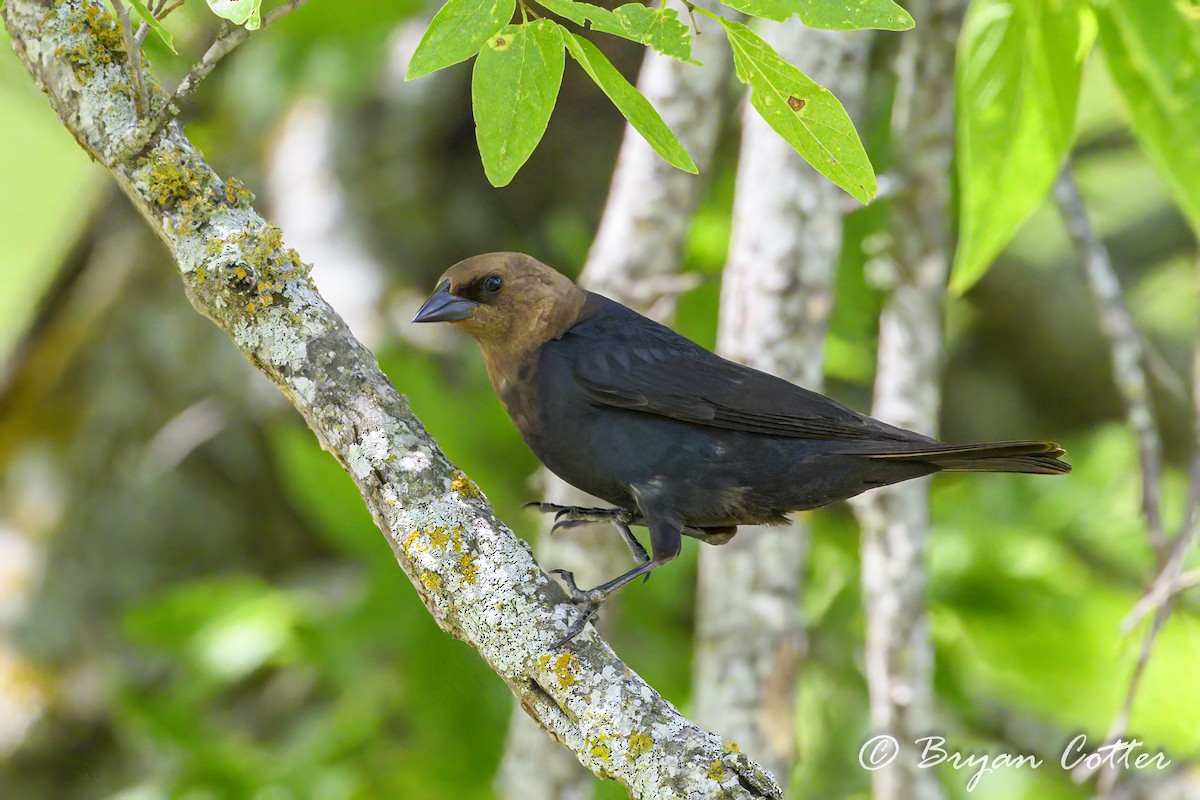 Brown-headed Cowbird - Bryan Cotter