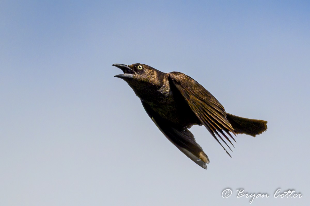 Common Grackle - ML620869266