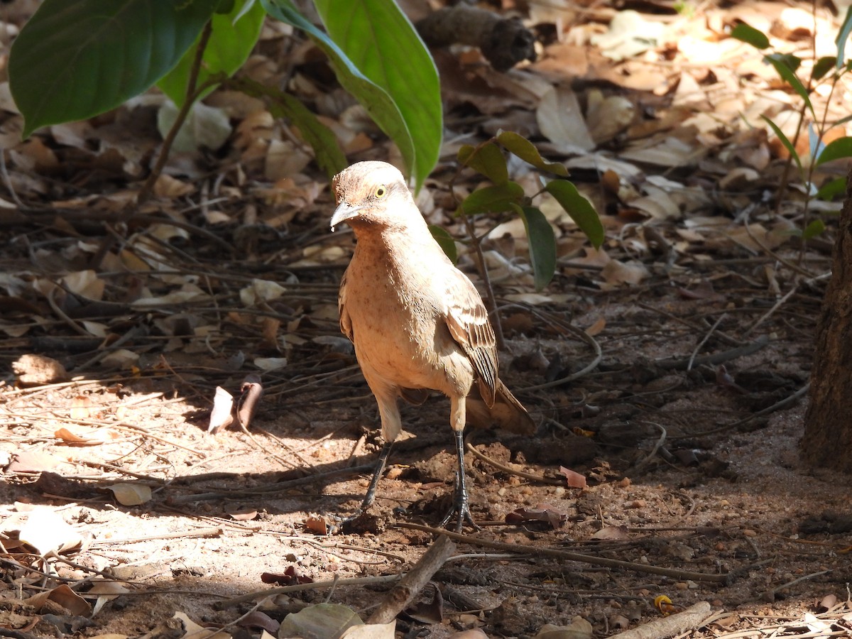 Chalk-browed Mockingbird - ML620869268