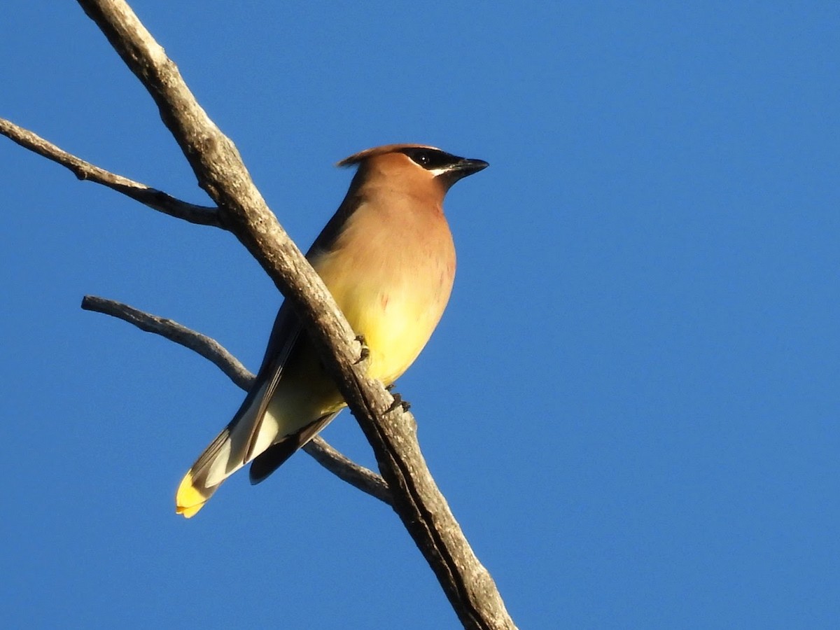 Cedar Waxwing - ML620869269