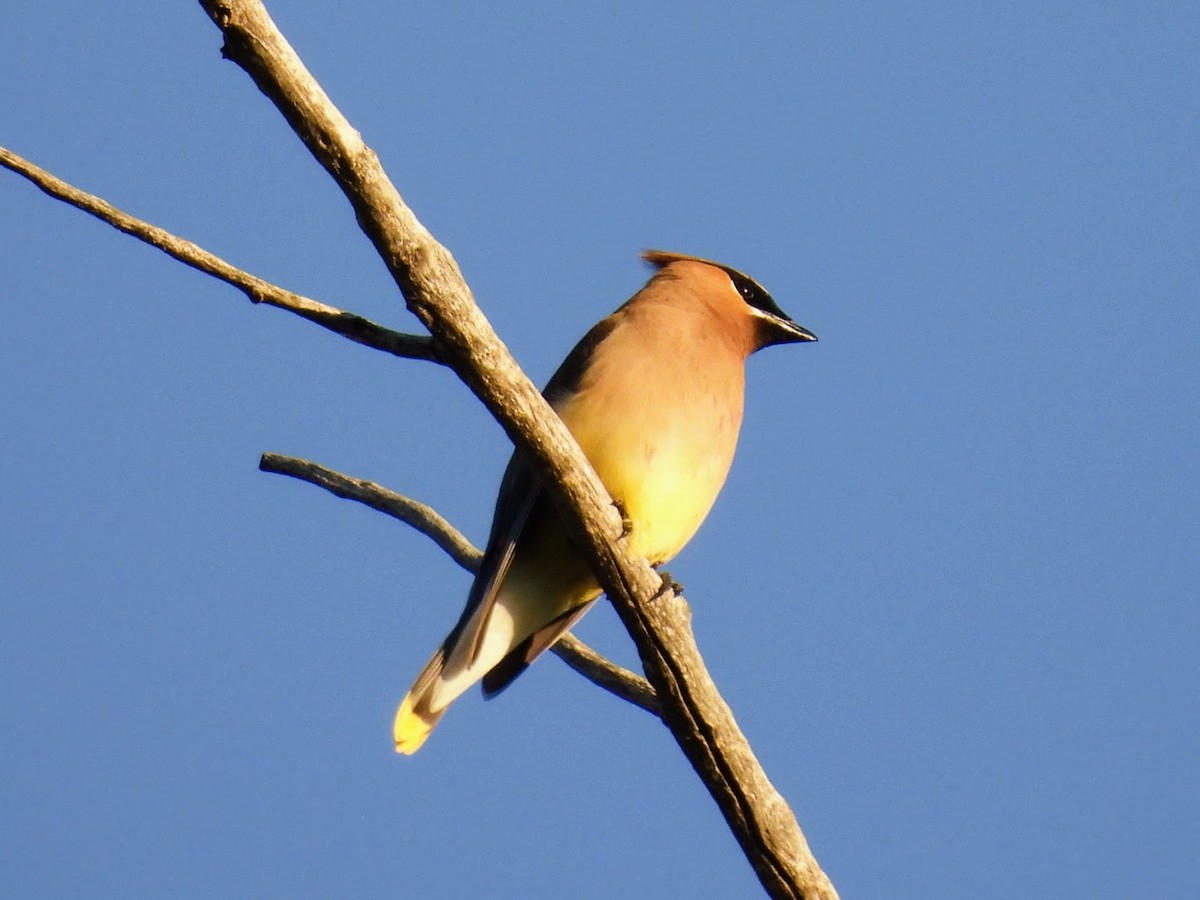 Cedar Waxwing - ML620869276