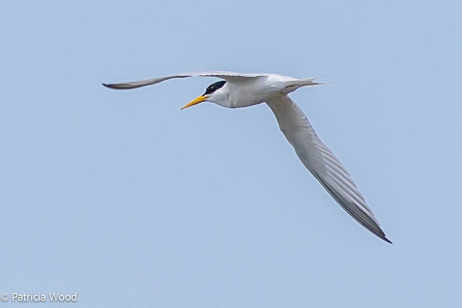 Least Tern - Mass Audubon North Shore
