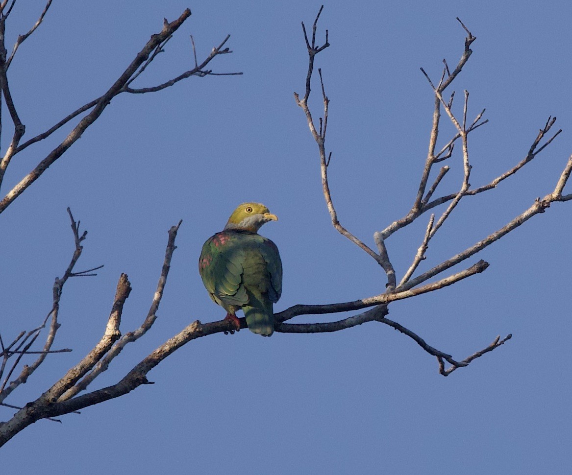 Pink-spotted Fruit-Dove - ML620869281