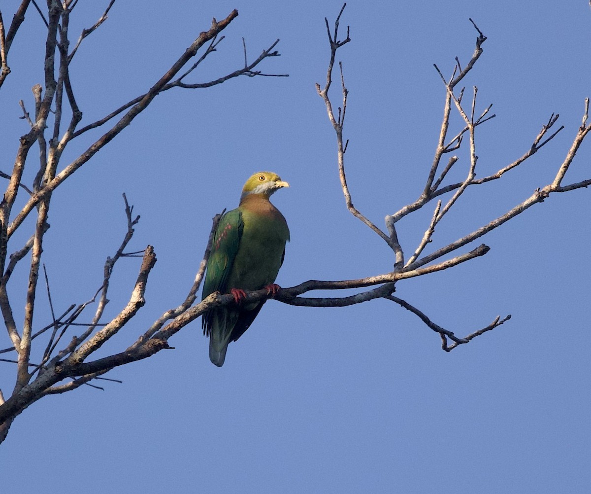 Pink-spotted Fruit-Dove - ML620869284