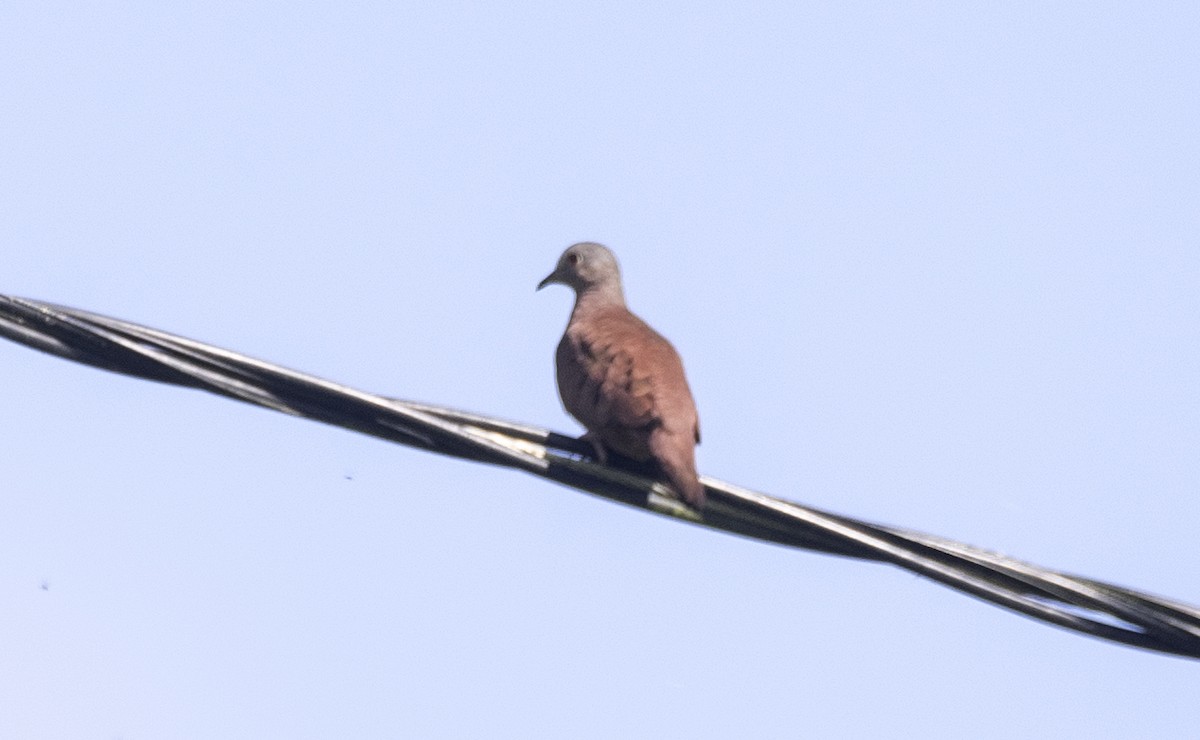 Ruddy Ground Dove - ML620869290